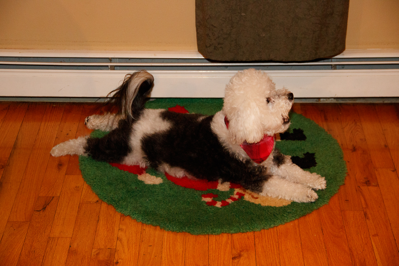 The Keeks on Granny's Christmas rug  ~~  Christmas at the Lynch Shack