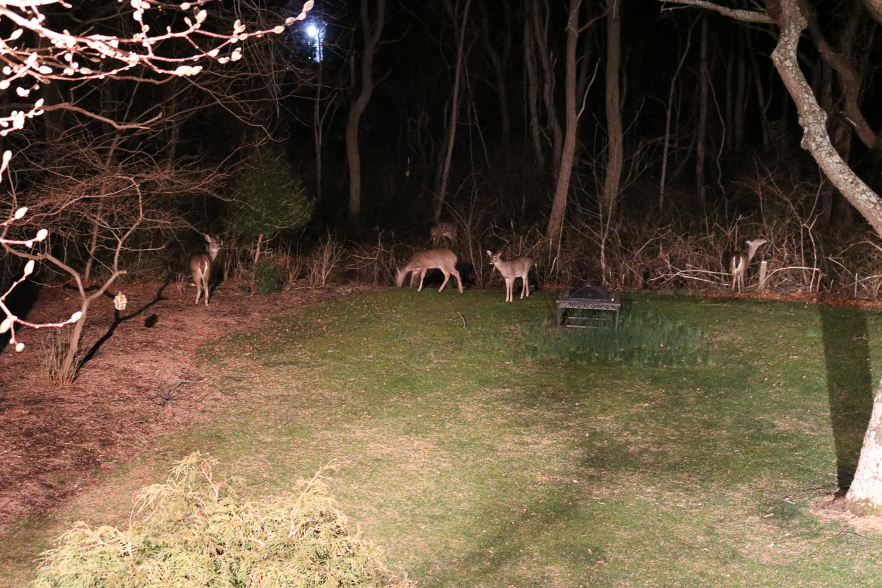 Feeding the whole Deer Family.  ~~  