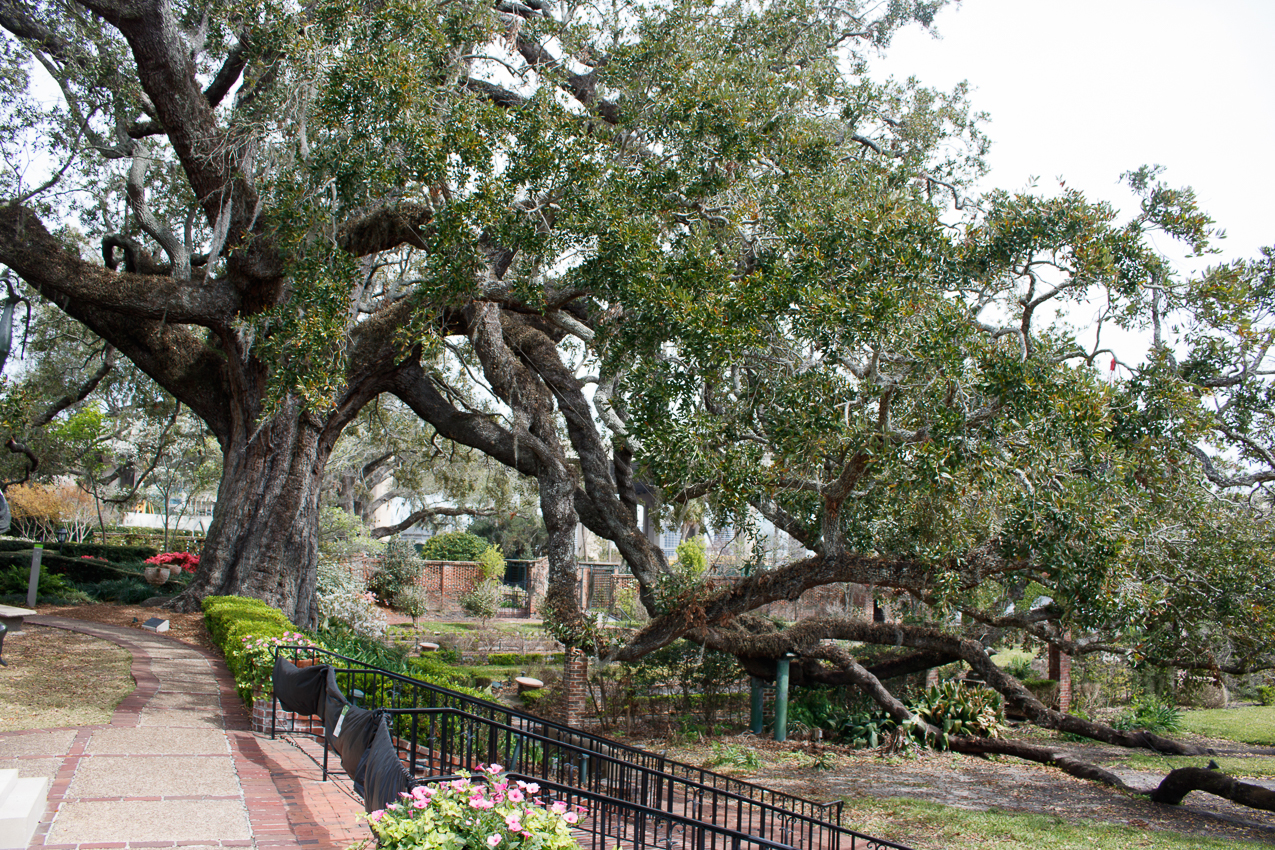   ~~  Carnival Elation Cruise March 2018 with John & Lyd