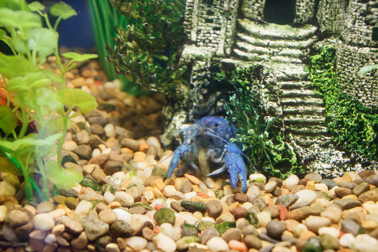 Cornelious the Crab partying while Mary is away  ~~  