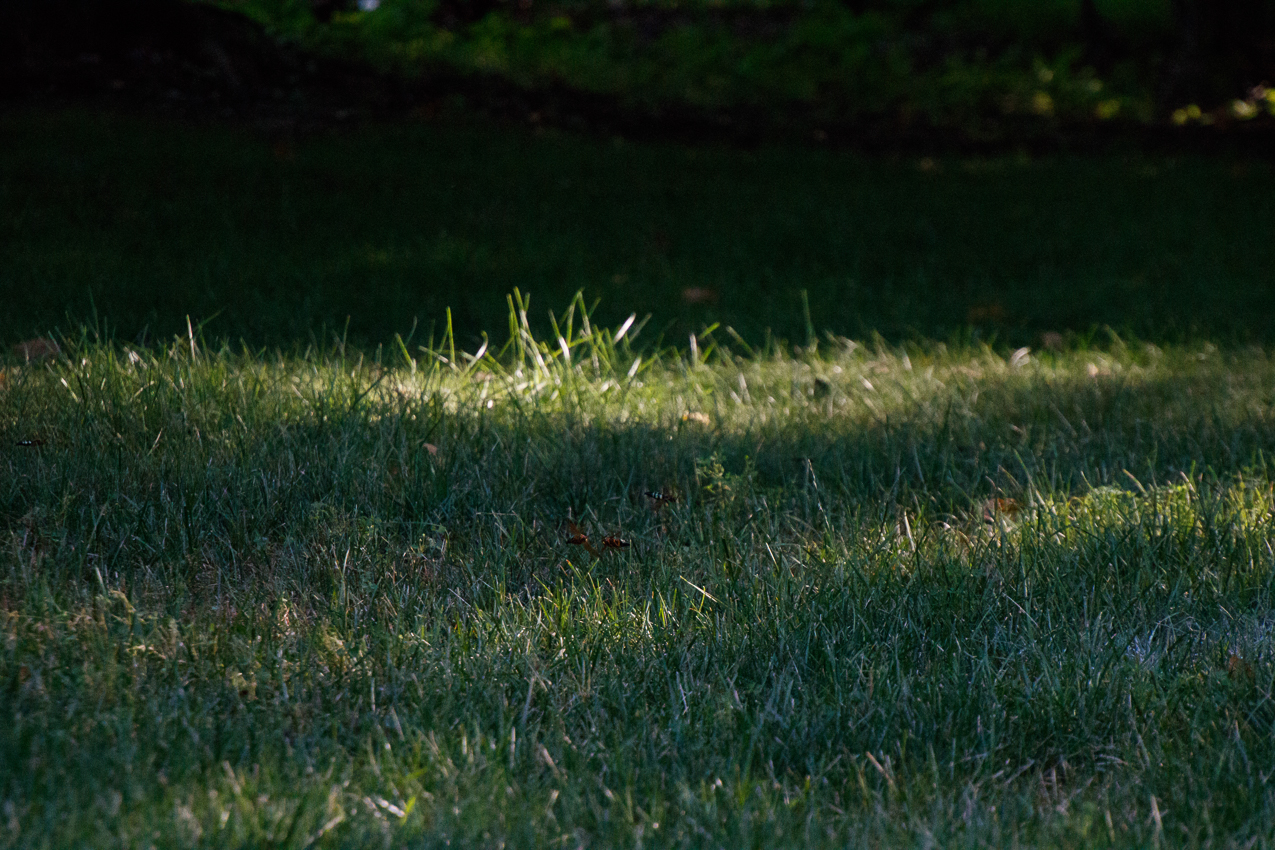 You have heard of tTHE BIRDS, well these are the BEES!!!   ~~  