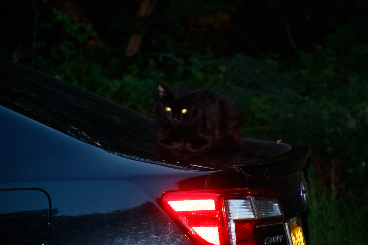 ROVER a.k.a. Me Yow  ~~  