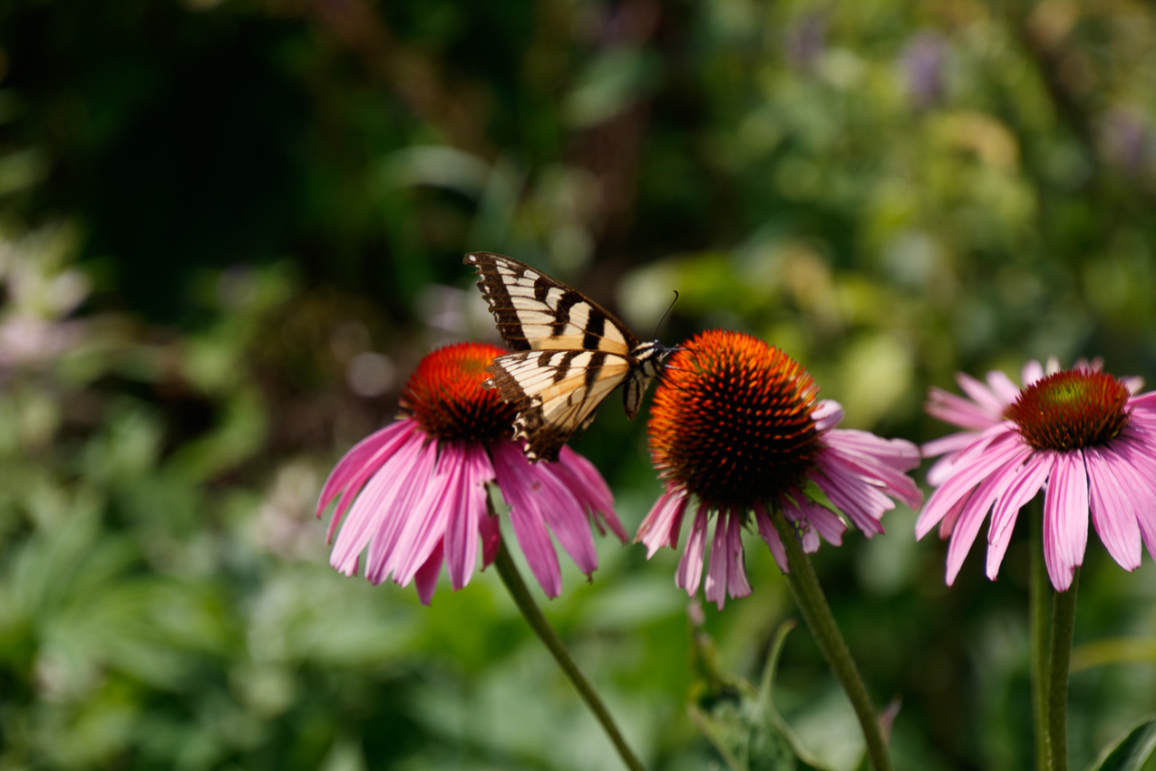   ~~  Manchester VT b-day trip for Tom's 60th.  Equinox Marriott Resort and The Golf Club and Lincoln summer house