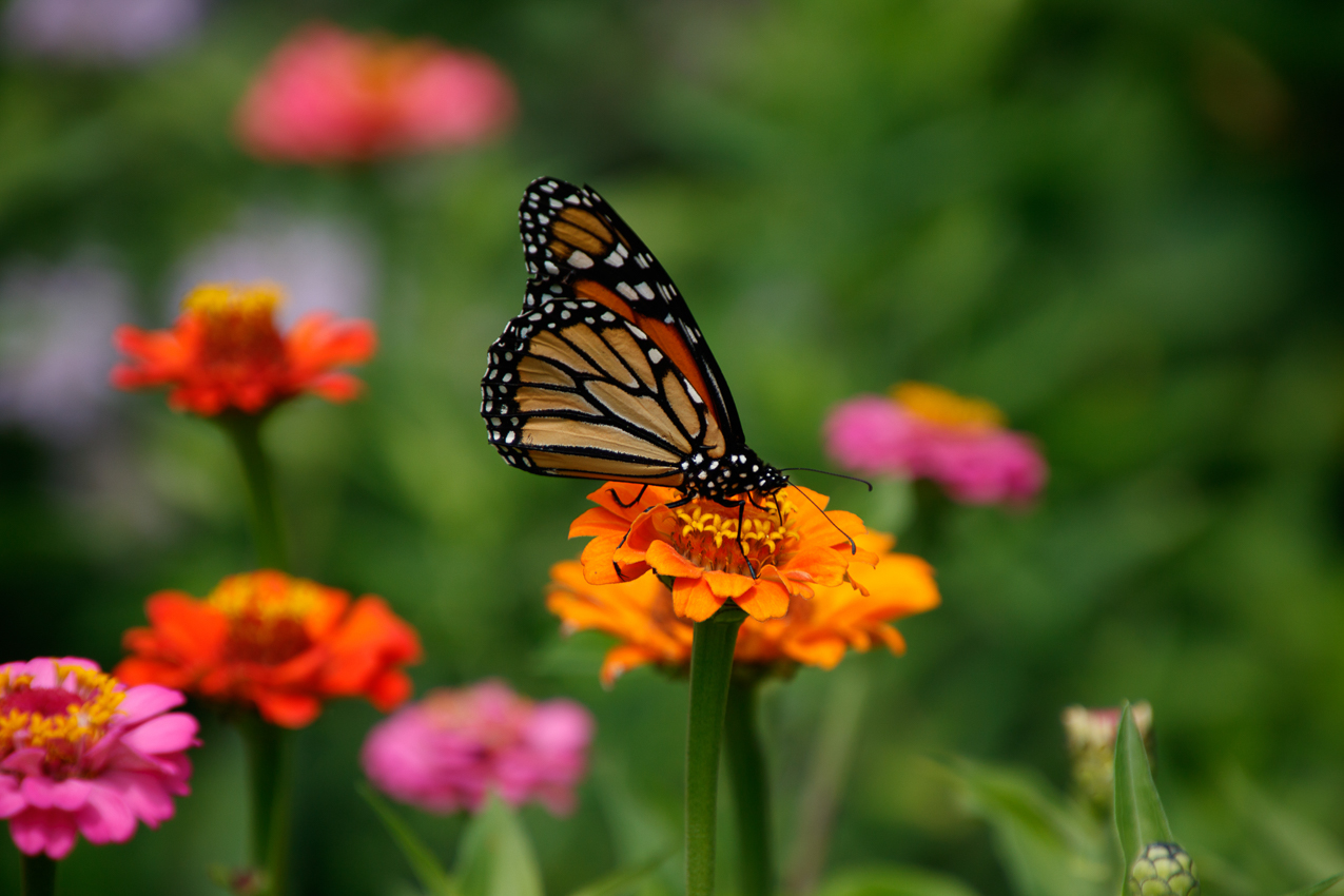   ~~  Manchester VT b-day trip for Tom's 60th.  Equinox Marriott Resort and The Golf Club and Lincoln summer house