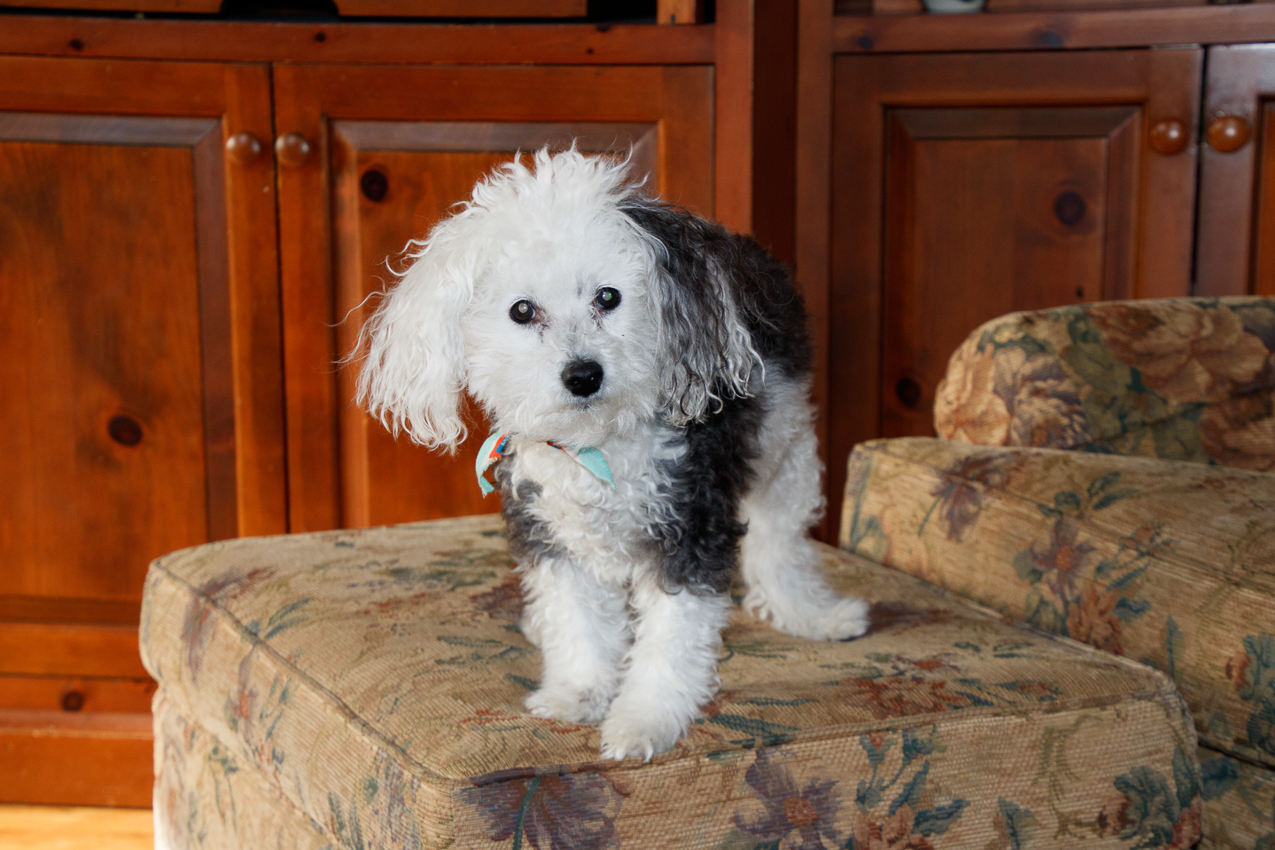 Christmas Day @ the Lynch Shack 2019  ~~  The Lynch Clan (and Kiki, Captain) all together.