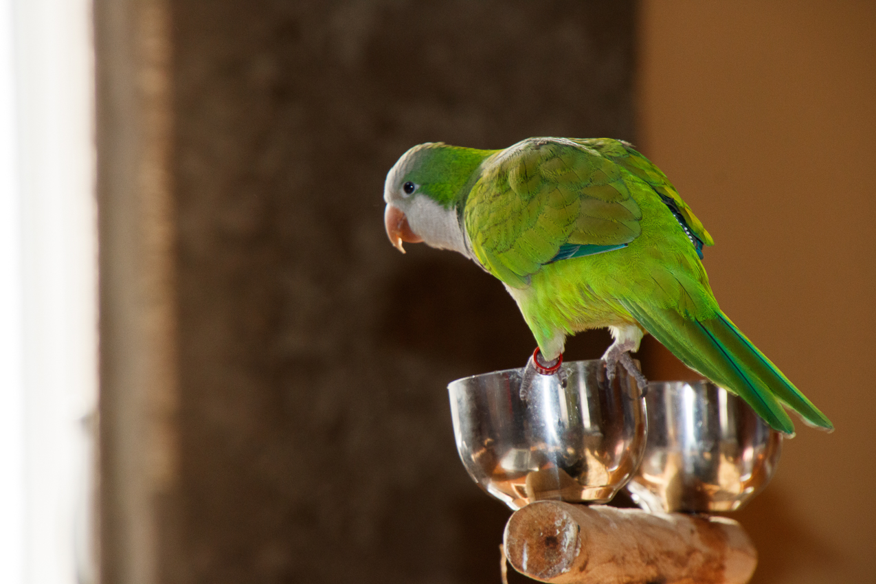 Christmas Day @ the Lynch Shack 2019  ~~  The Lynch Clan (and Kiki, Captain) all together.