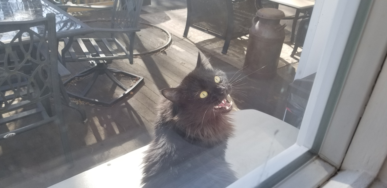 Rover (aka Me Yow)  ~~  