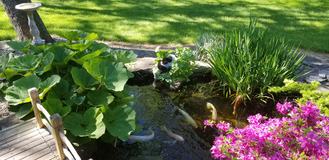 The KOI piggies and the crazy dog trying to eat their fish food.    ~~  