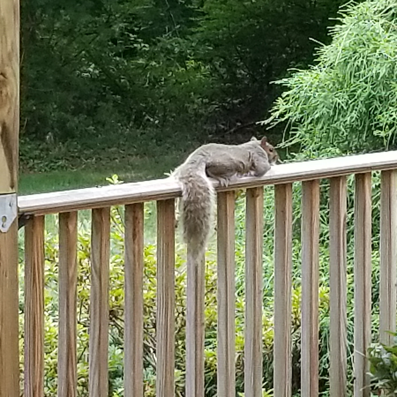 The Sherrif just hangin on the railing  ~~  