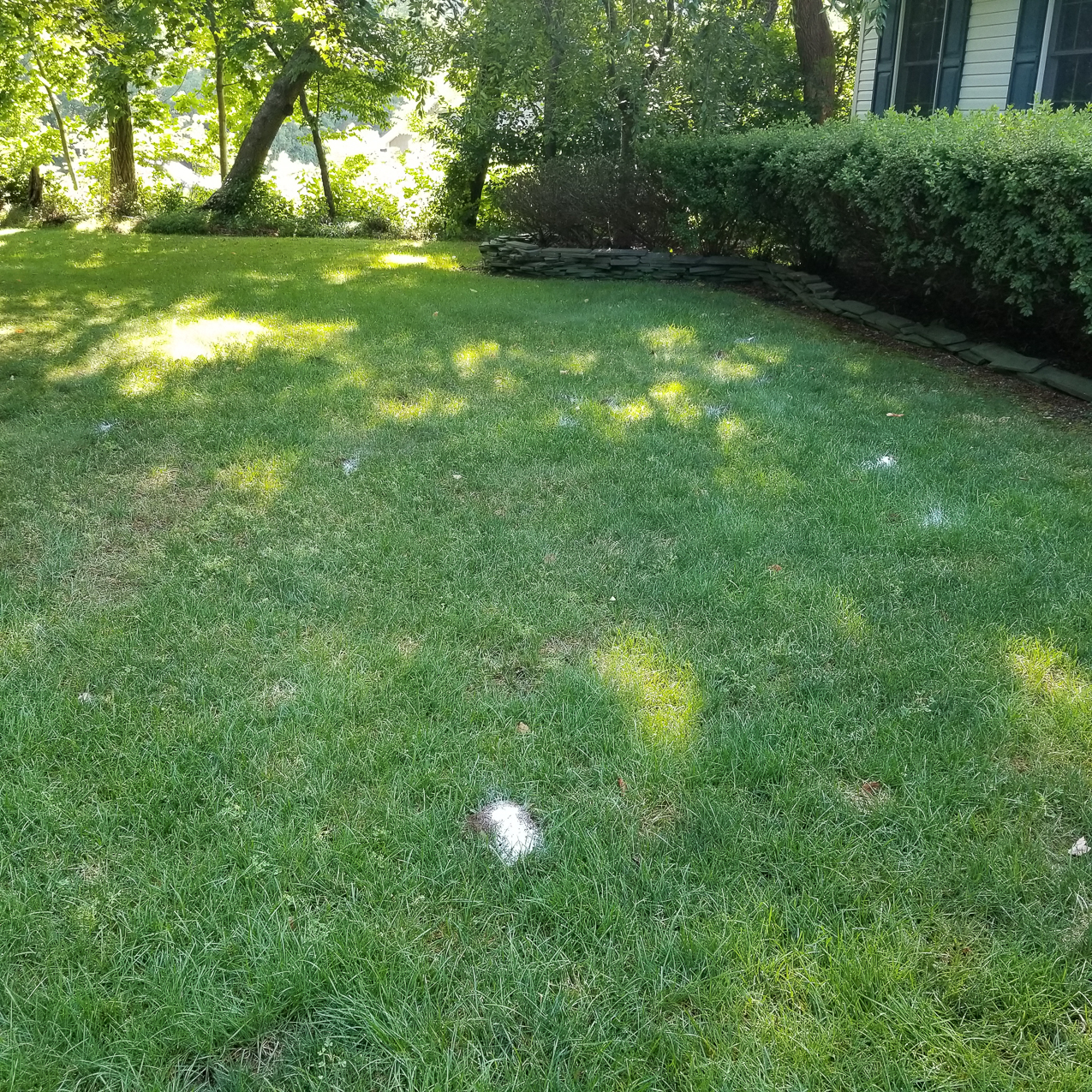 You have heard of tTHE BIRDS, well these are the BEES!!!   ~~  