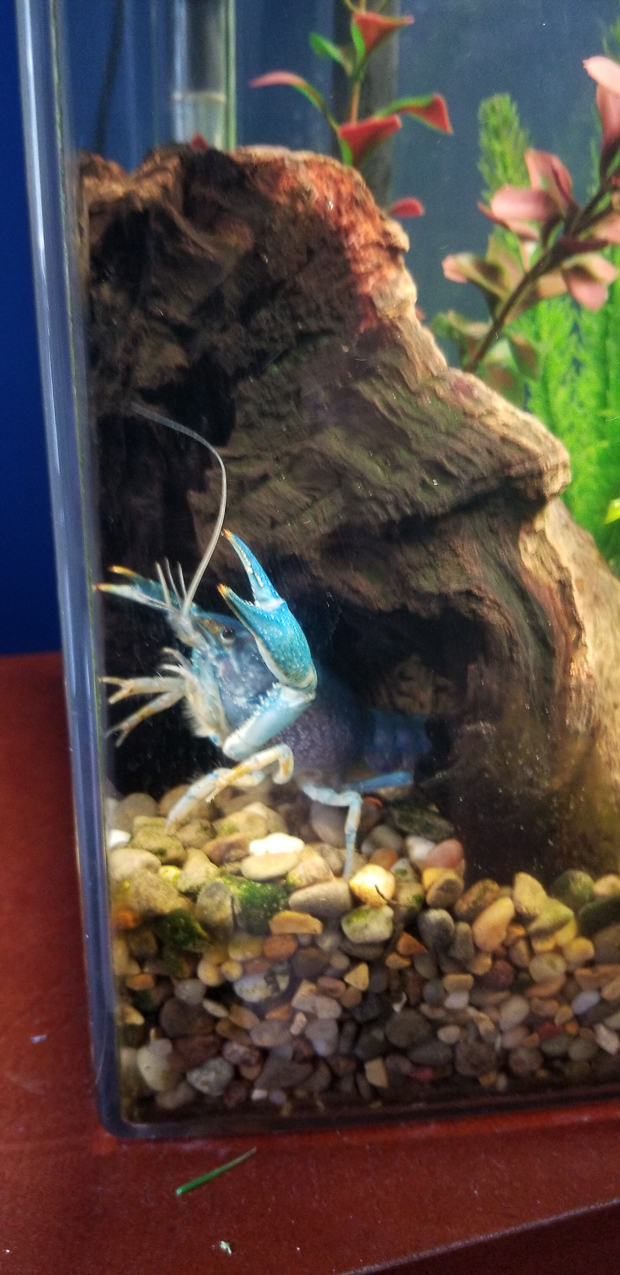 The King!!  ~~  He is in the corner of the tank looking for Mary at her desk??  But she is away at school.