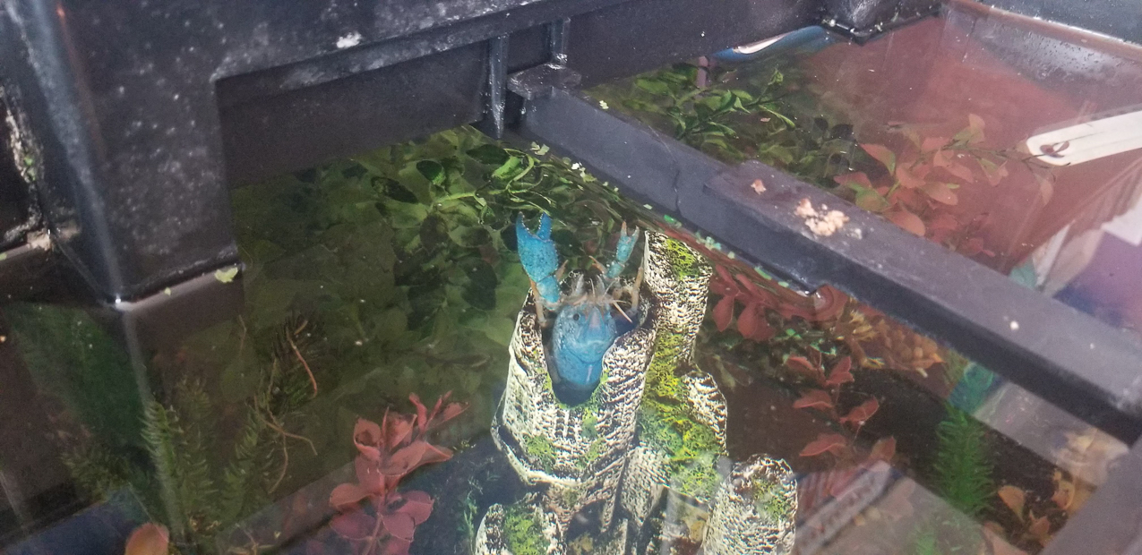 King Kornelious and his Castle   ~~  