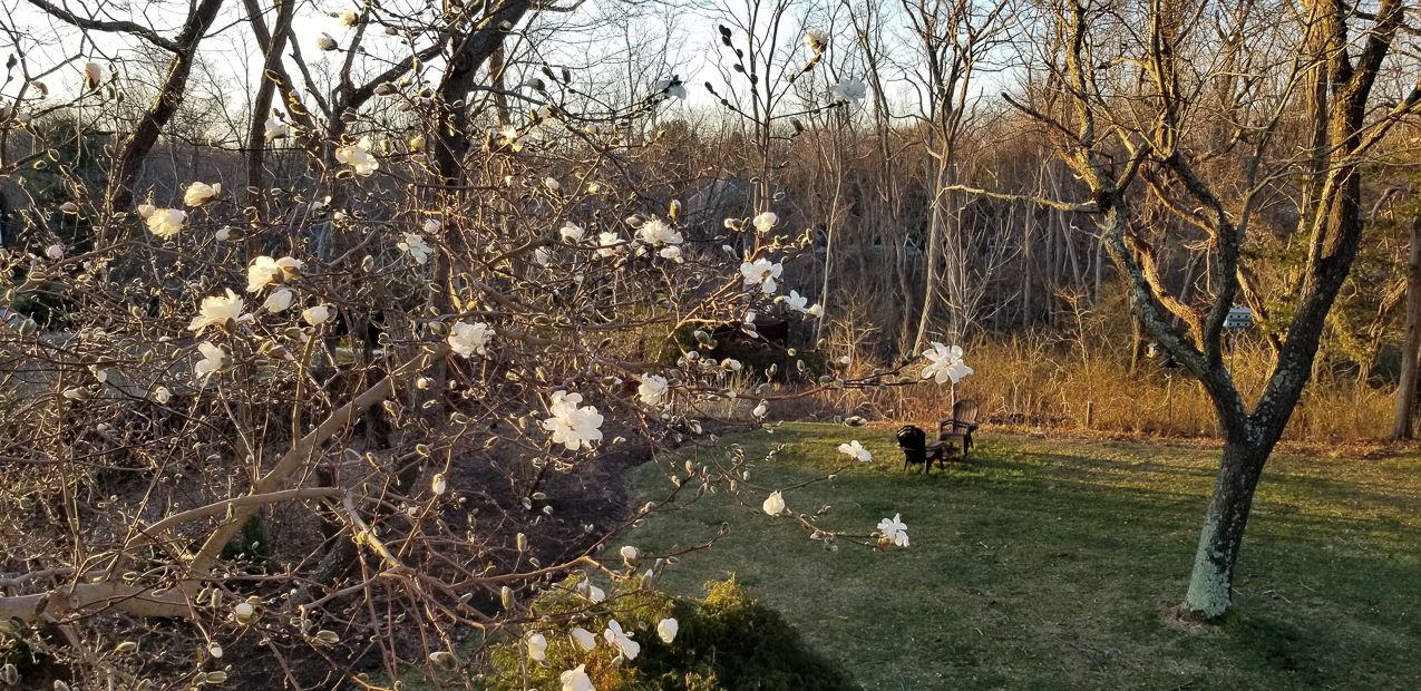 Magnolias always remind me of MOM  ~~  