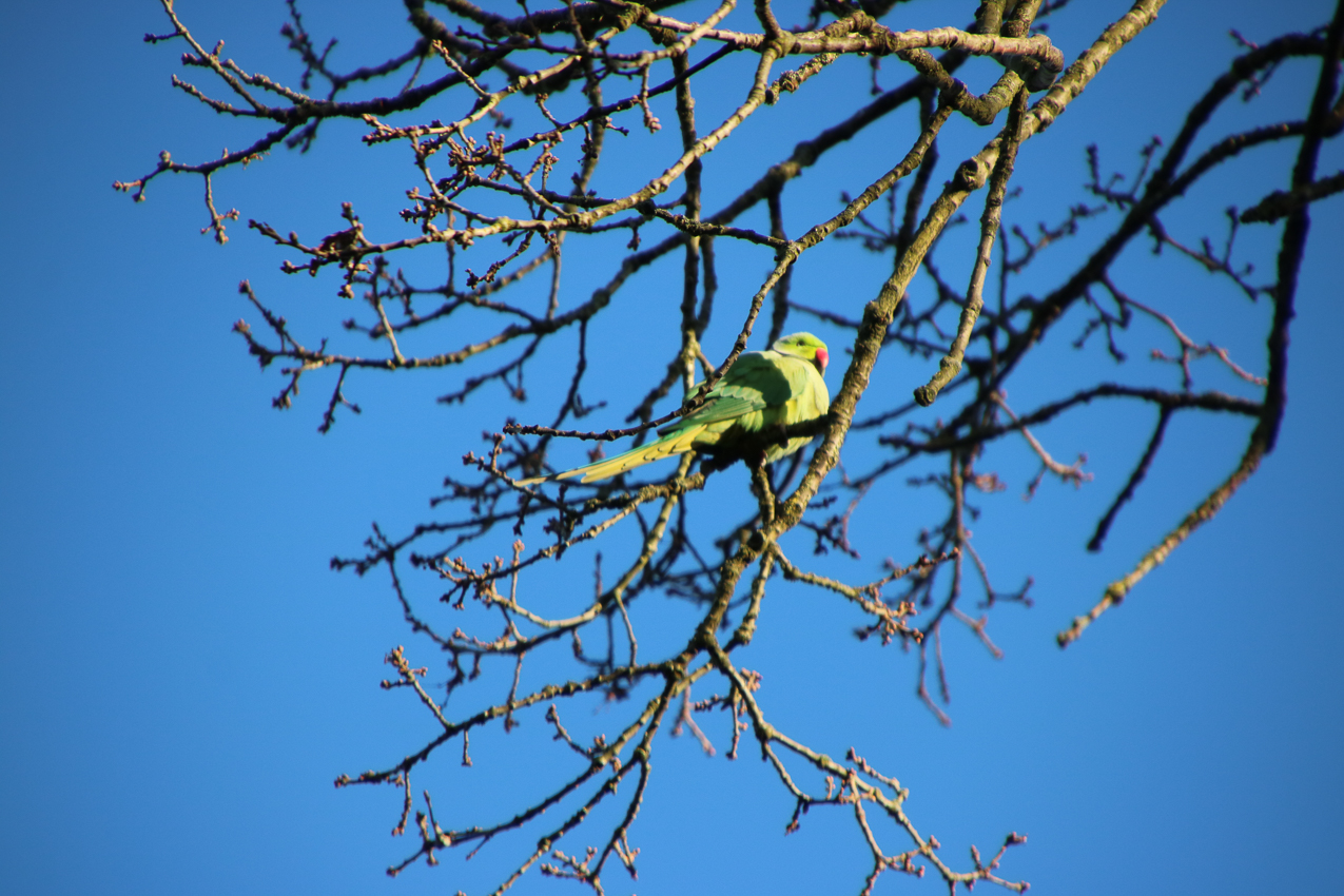   ~~  2020 Trip to London England, Stonehenge, Bath, Windsor, and Mary at Arcadia Univeristy Abroad