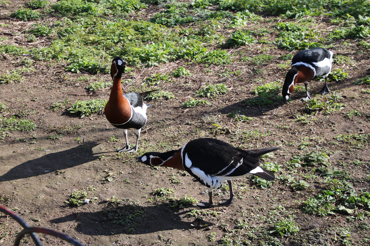   ~~  2020 Trip to London England, Stonehenge, Bath, Windsor, and Mary at Arcadia Univeristy Abroad