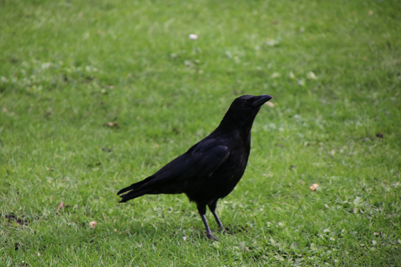   ~~  2020 Trip to London England, Stonehenge, Bath, Windsor, and Mary at Arcadia Univeristy Abroad