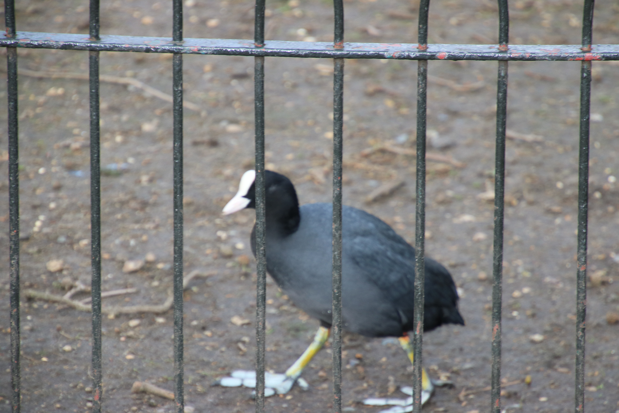   ~~  2020 Trip to London England, Stonehenge, Bath, Windsor, and Mary at Arcadia Univeristy Abroad