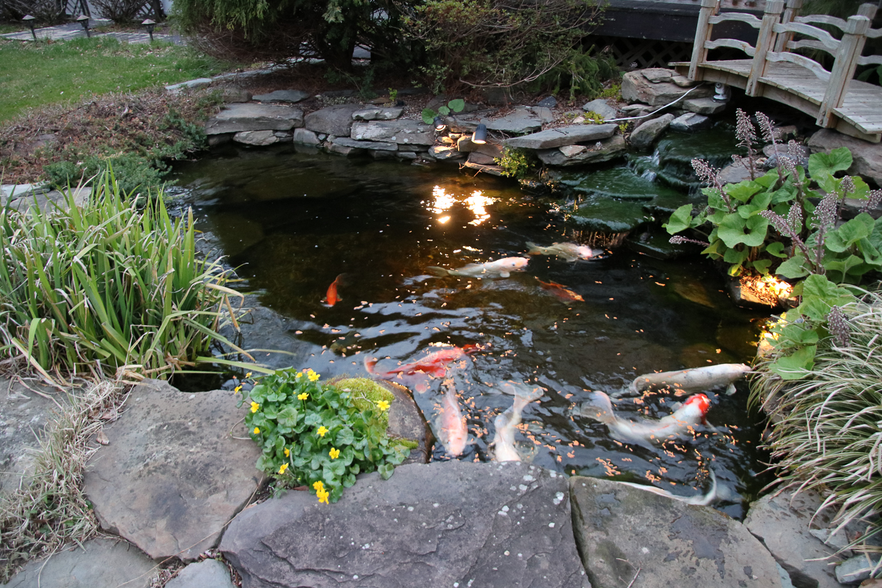 Da FEESH   ~~  8 Big and 4 Babys now 2 years old and not that small anymore!!