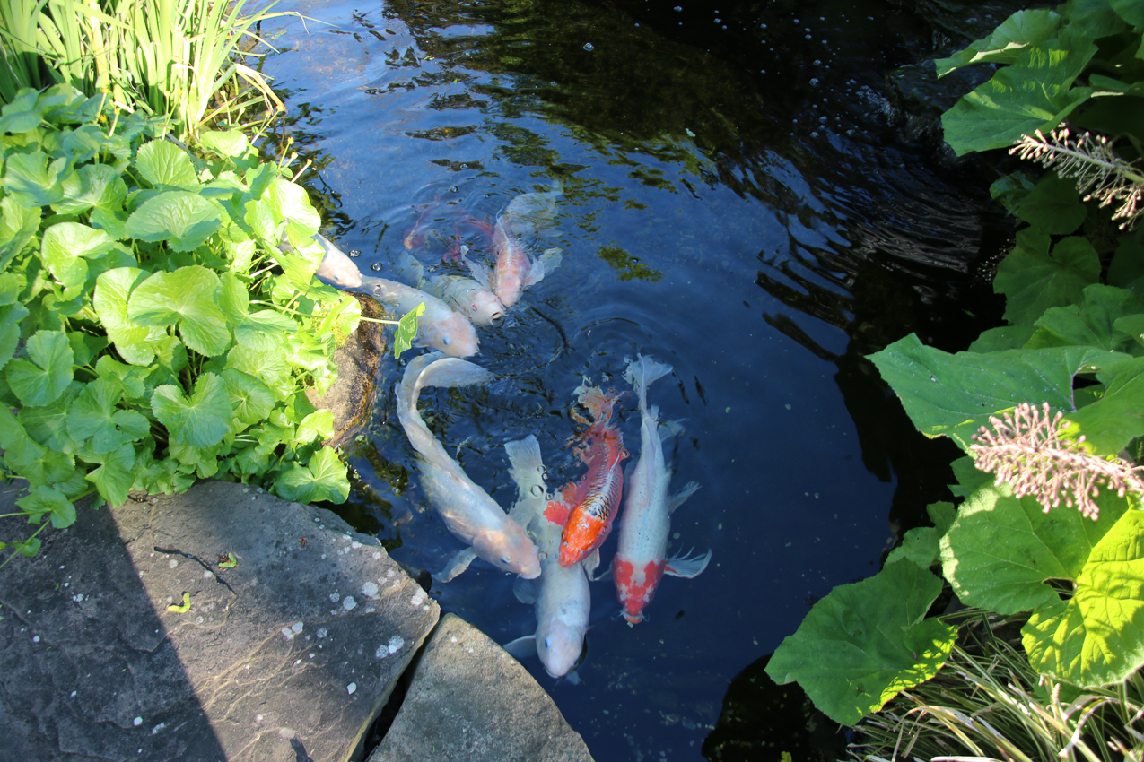 My Little Fatties  ~~  10 little tubbies eating in the pond