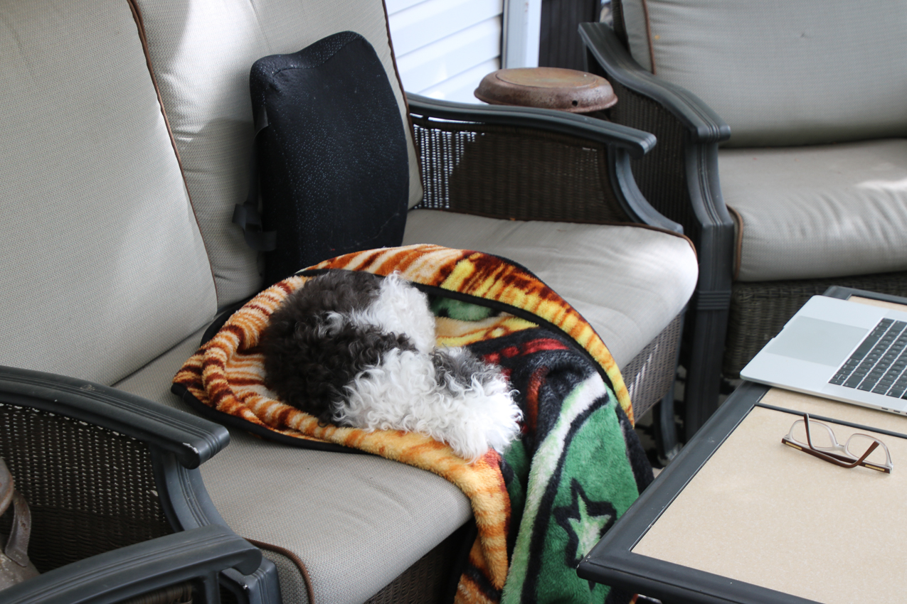 The Keeks at working guarding the home  ~~  The lynch Shack Spring 2020 COVID