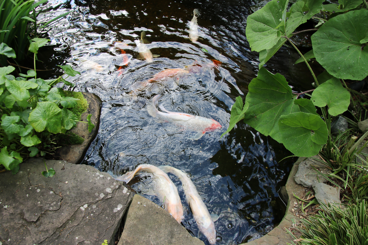 Raised Garden Project 1,230 COVID lockdown  ~~  Gravel and extra garden and lots of deer countermeasures.
