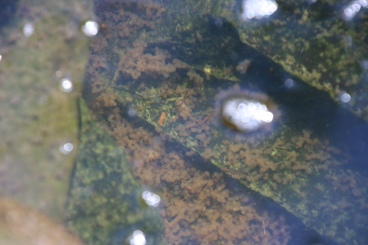 My little fatties are spawning again!!!    ~~  thousands of eggs!!!  how many will make it???