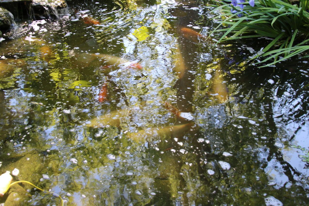 My little fatties are spawning again!!!    ~~  thousands of eggs!!!  how many will make it???