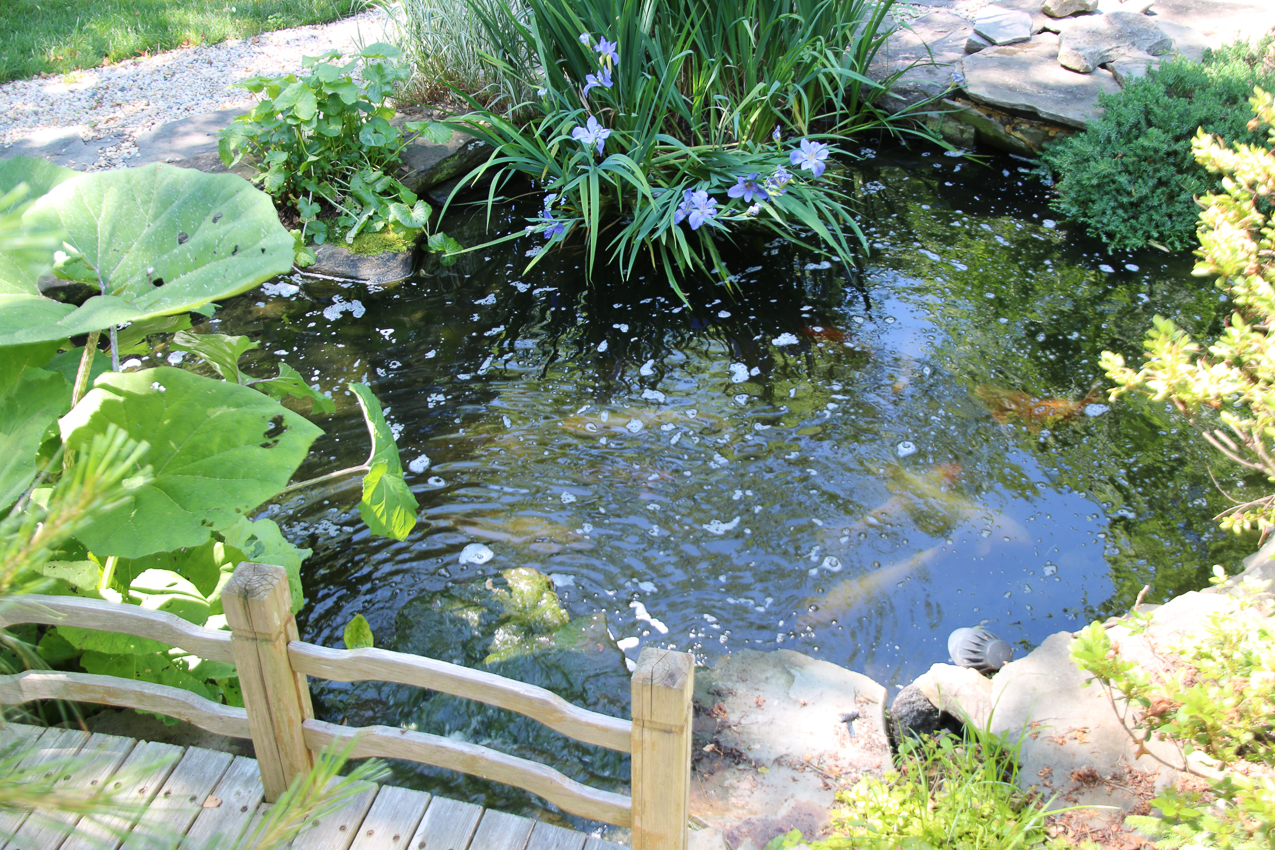 My little fatties are spawning again!!!    ~~  thousands of eggs!!!  how many will make it???