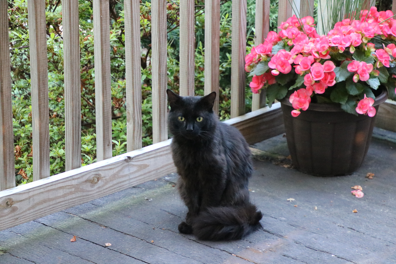 ROVER!!!    ~~  Keeping and eye on the property.