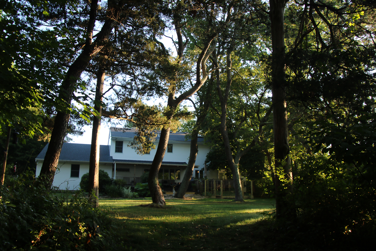 Suffolk Tree Works to the Rescue  ~~  whacked two trees and trimmed a very tall one over the house