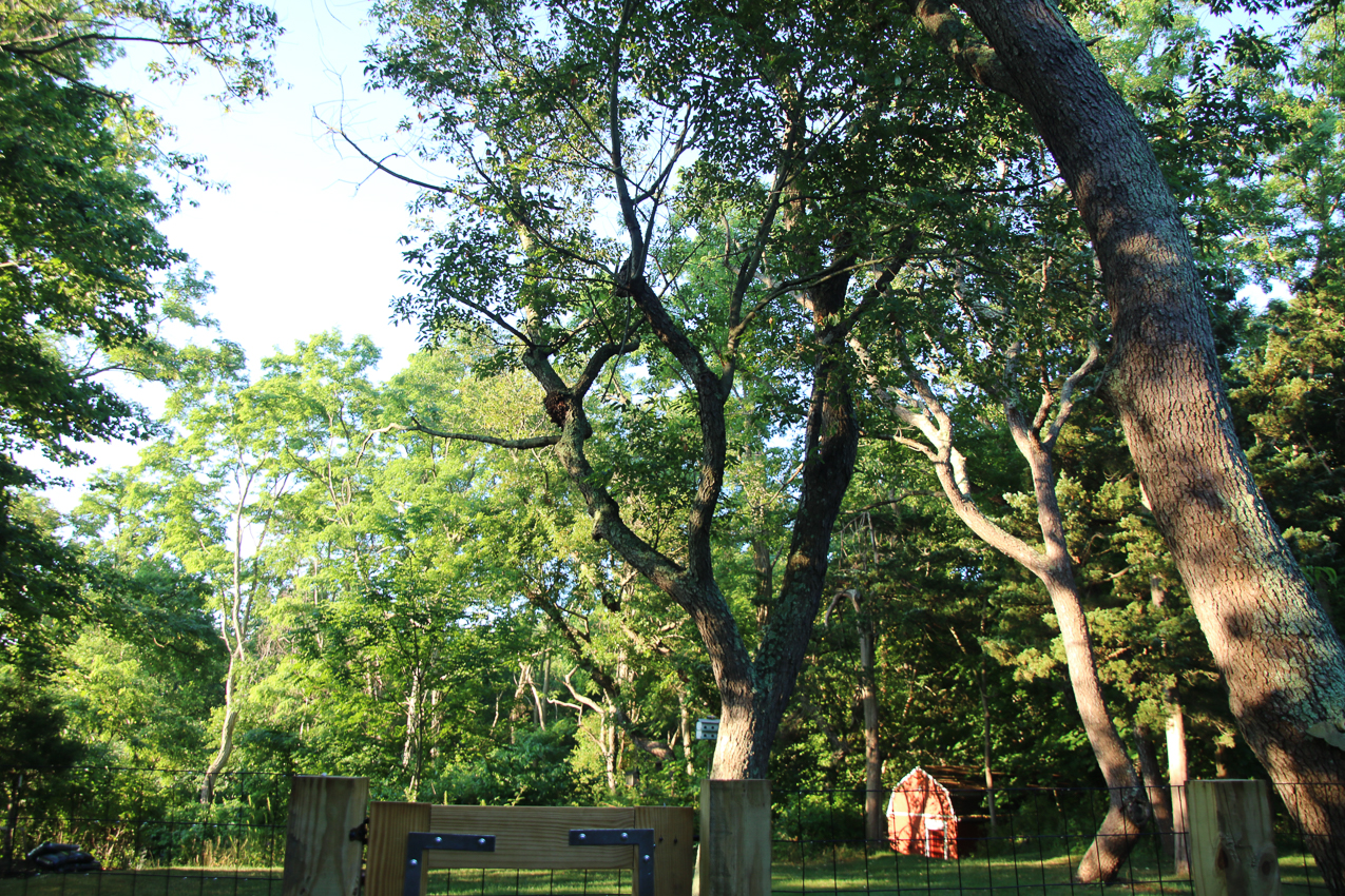 Suffolk Tree Works to the Rescue  ~~  whacked two trees and trimmed a very tall one over the house