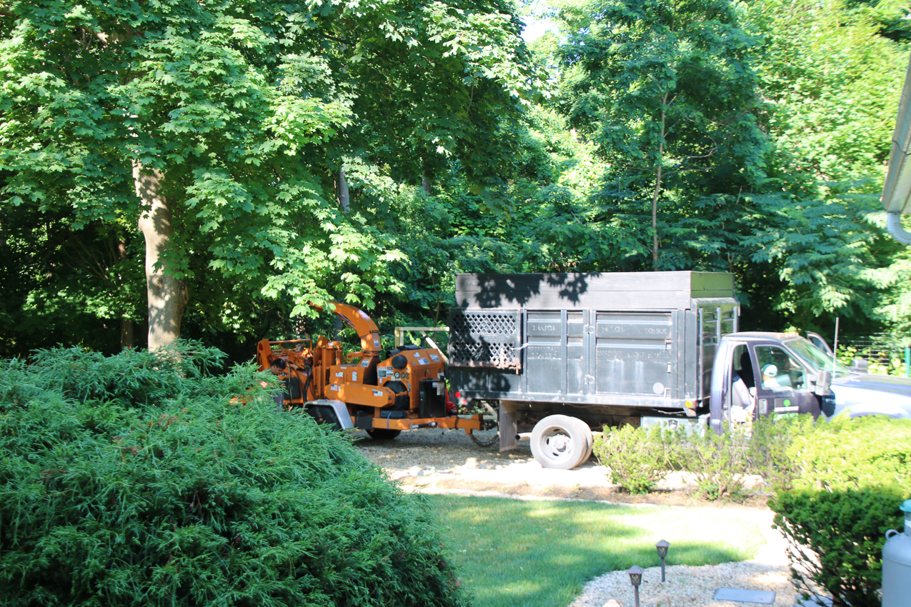 Suffolk Tree Works to the Rescue  ~~  whacked two trees and trimmed a very tall one over the house