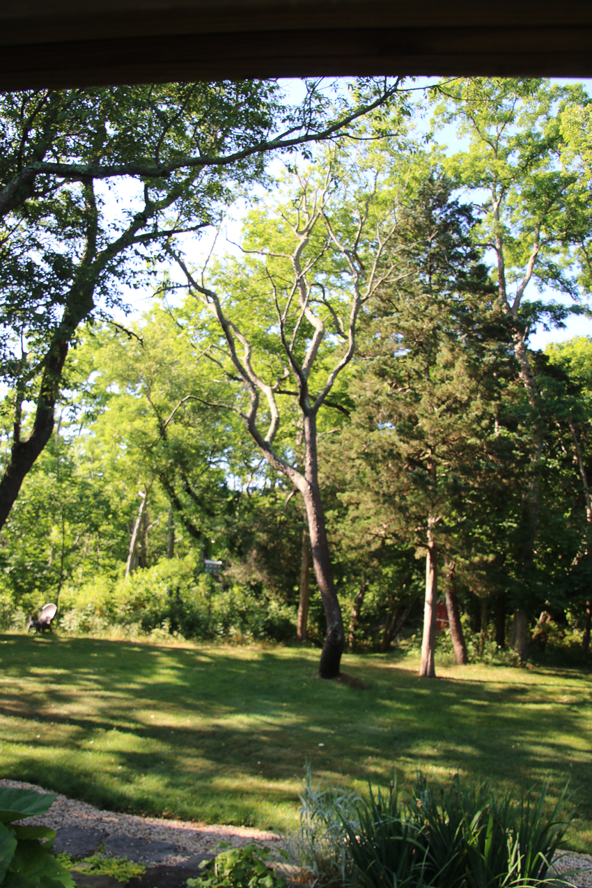 Suffolk Tree Works to the Rescue  ~~  whacked two trees and trimmed a very tall one over the house