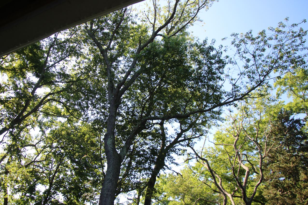Suffolk Tree Works to the Rescue  ~~  whacked two trees and trimmed a very tall one over the house