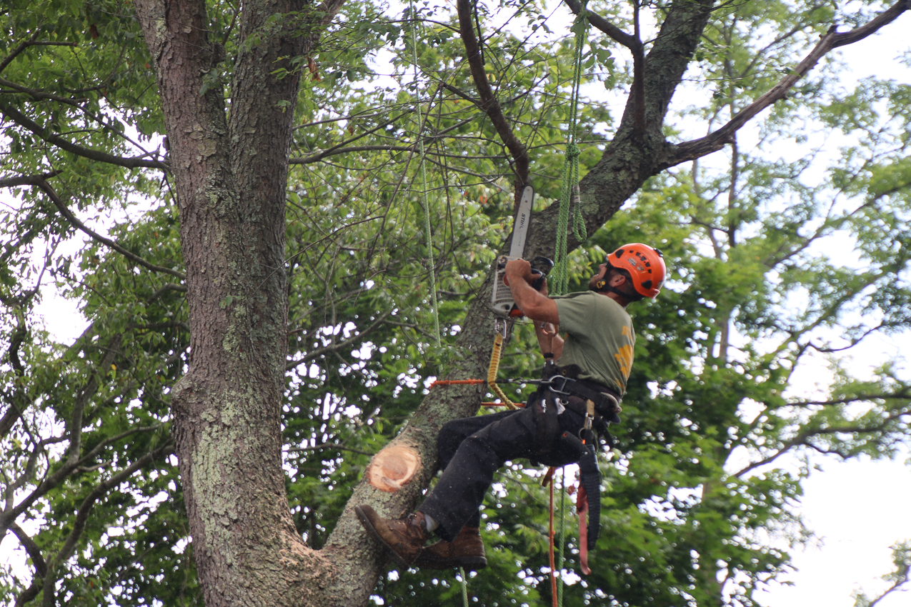 Suffolk Tree Works to the Rescue  ~~  whacked two trees and trimmed a very tall one over the house
