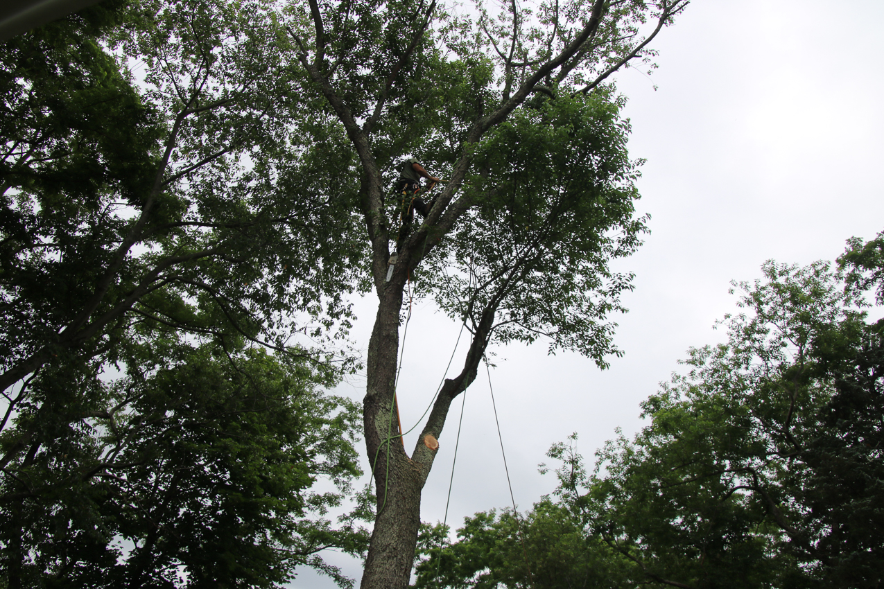 Suffolk Tree Works to the Rescue  ~~  whacked two trees and trimmed a very tall one over the house