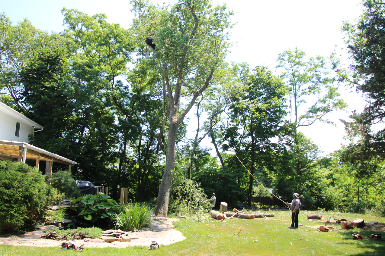 Suffolk Tree Works to the Rescue  ~~  whacked two trees and trimmed a very tall one over the house