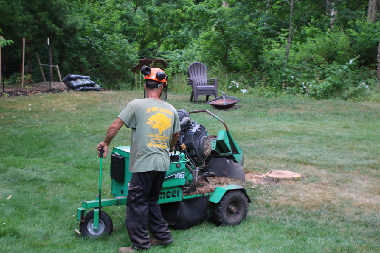 Suffolk Tree Works to the Rescue  ~~  Stump attack to finish the job.