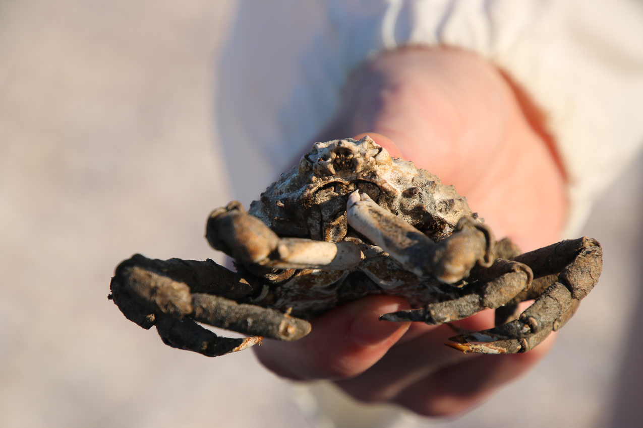 A day at the 2020 MSSA Flax Pond Event   ~~  