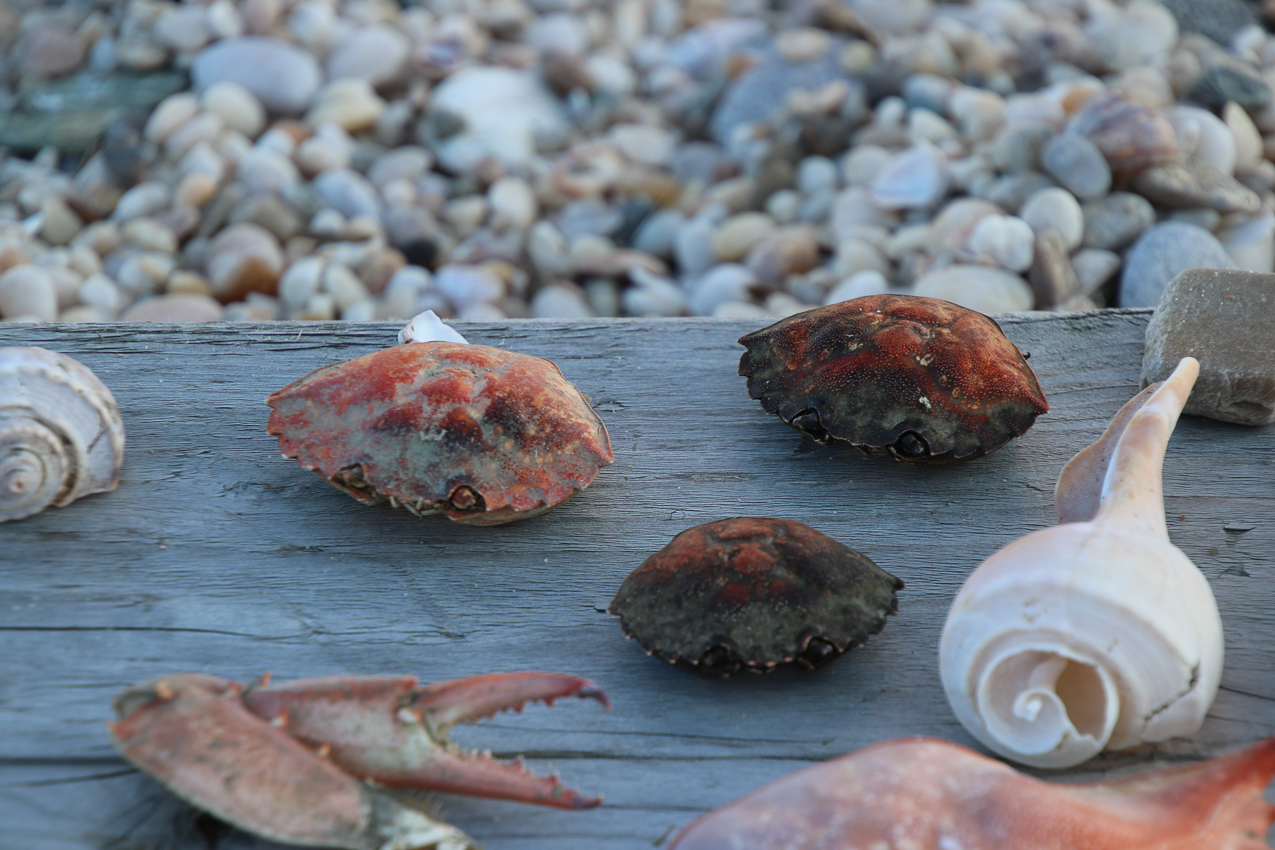 A day at the 2020 MSSA Flax Pond Event   ~~  