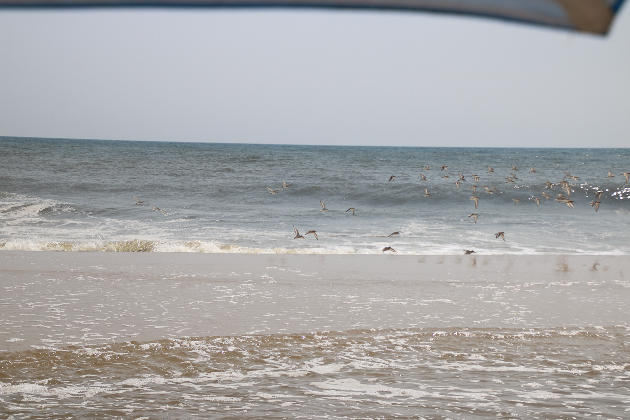 A day driving on the beach at Fire Island  ~~  