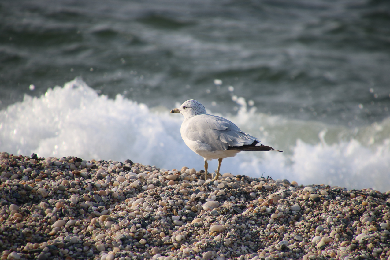 Cedar Beach Dinner with Friends - First one in 2020 on August  26!!!  ~~  