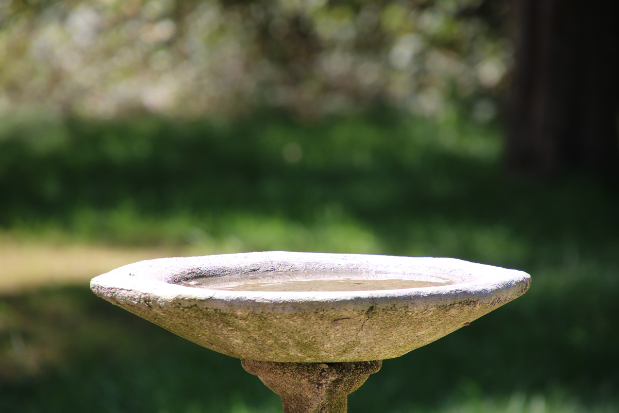 MOM Birdbath Aug 2020  ~~  From Huntingdon Valley in the 1960s