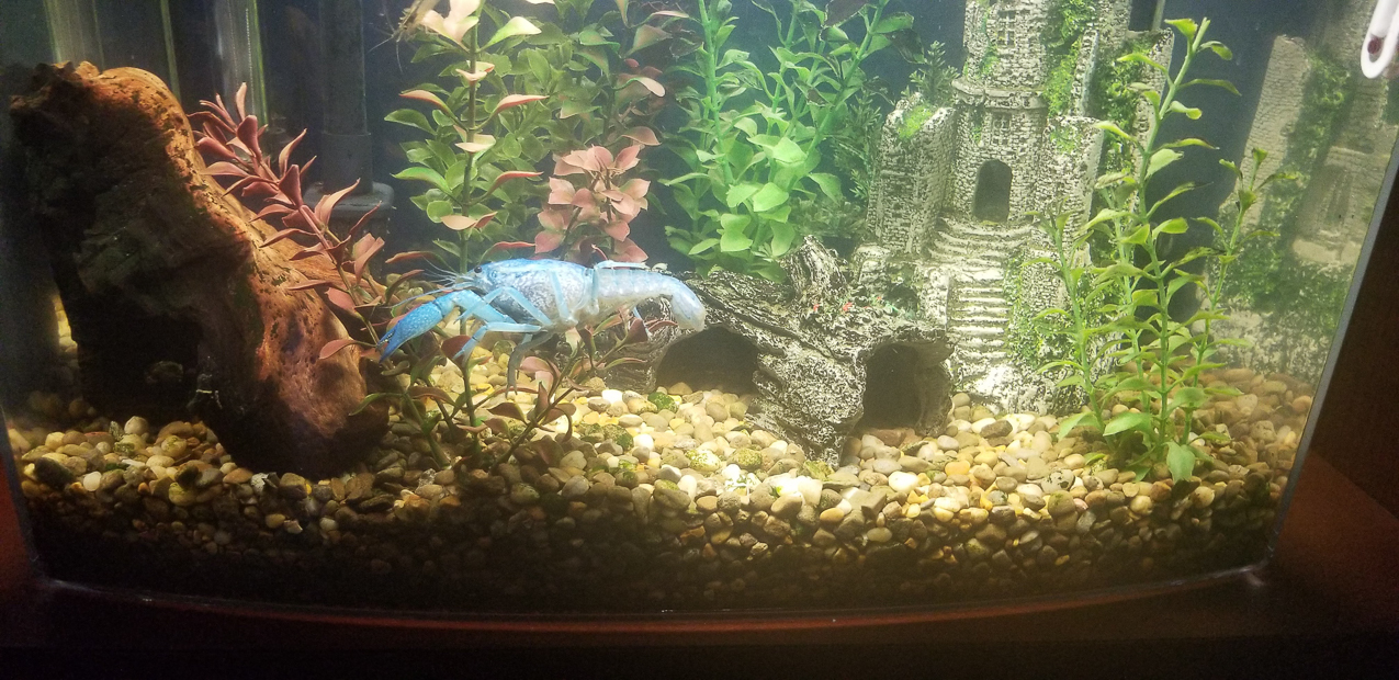 The King Kornelious  ~~  