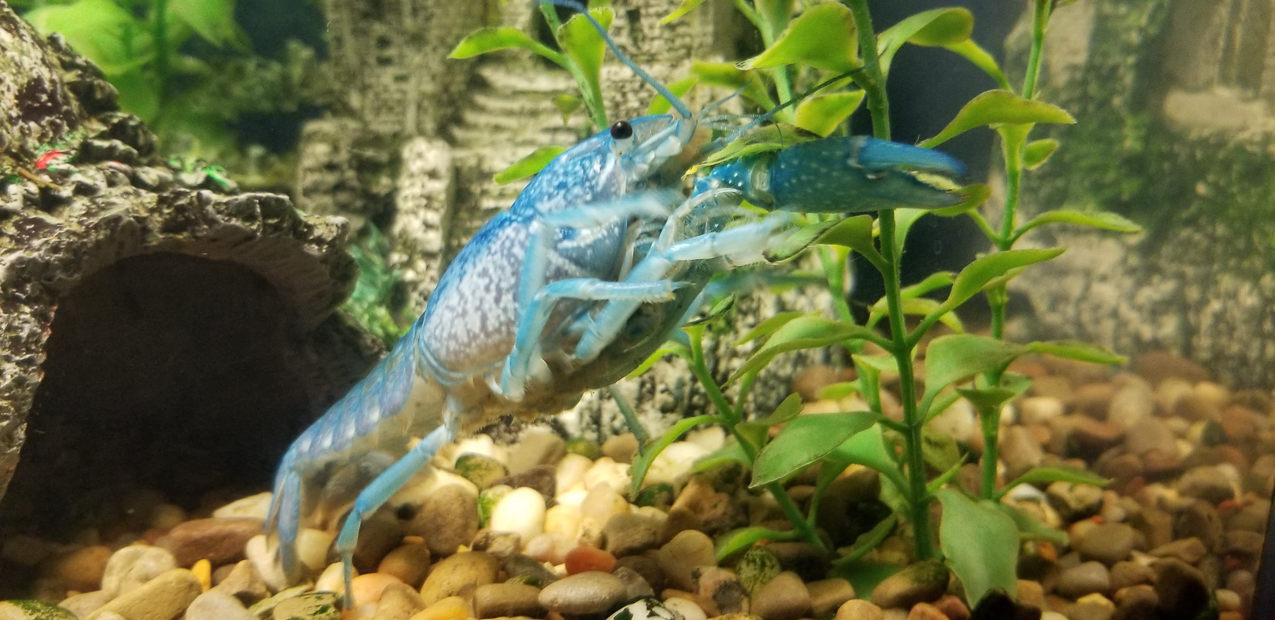 The King Kornelious  ~~  