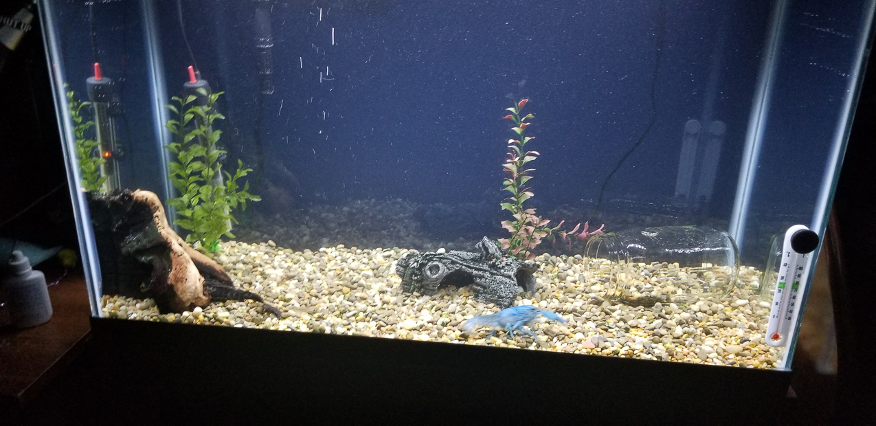 The new tank for Mary  ~~  The King, DJ Dougie, the pregnant shrimp, and the suckers