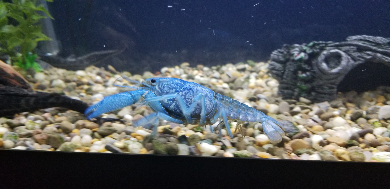 The new tank for Mary  ~~  The King, DJ Dougie, the pregnant shrimp, and the suckers (sadly the King passed the next day (frown)