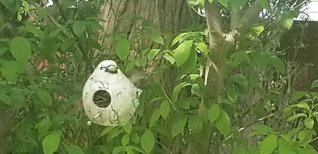 Raised Garden Project 1,230 COVID lockdown  ~~  DONE