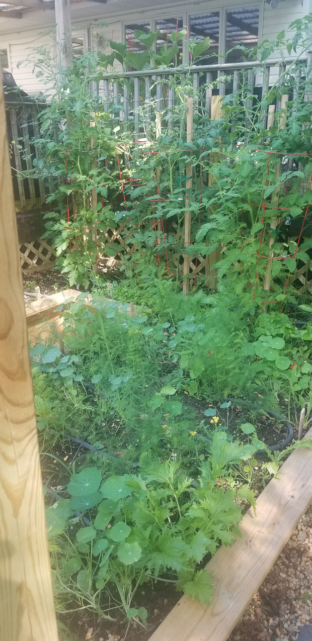 Home Hot and Steamy after long trip  ~~  the garden!!!!