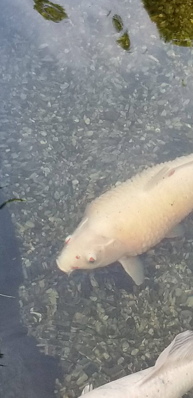 The big girl has Dropsy  <frown>  ~~  Its terminal and she is organ and renal damaged.  Very sad.